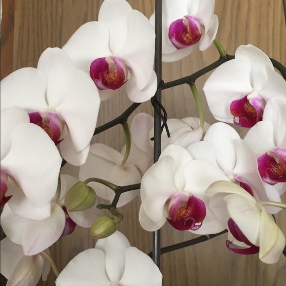 Not For Sale - Picture 4 of 4